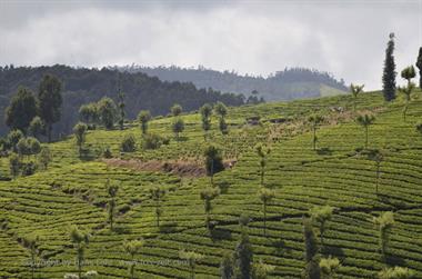 Nilgiri-Blue-Mountain-Train,  Coonoor - Ooty_DSC5559_H600